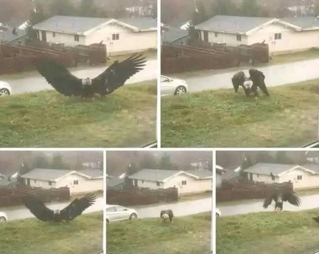 Massive Eagle Captured in Rare Close Encounter in Residential Neighborhood
