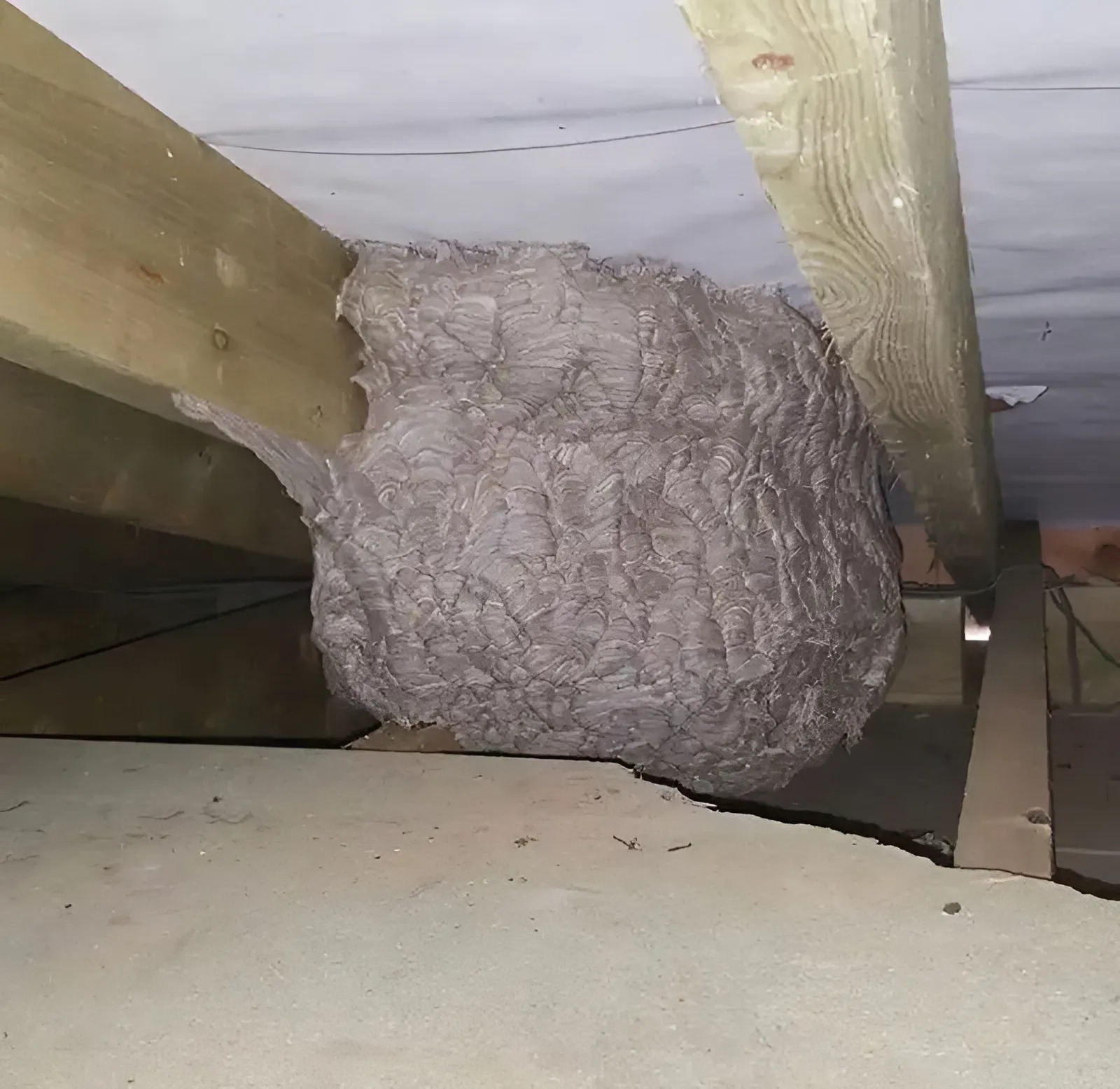 A man, thinking he had found a “hornet’s nest” in his attic, was struck with panic when he discovered what was really inside…