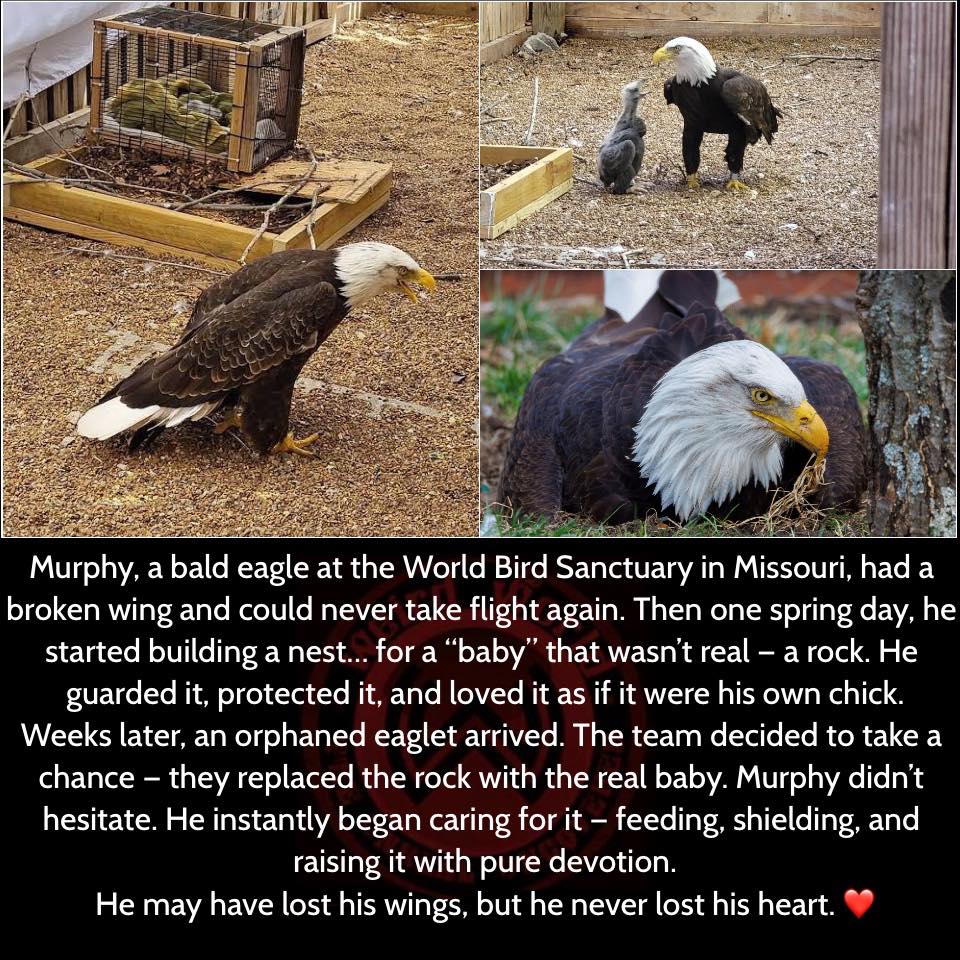 The Eagle Who Tried to Hatch a Rock — and Became a Father Anyway