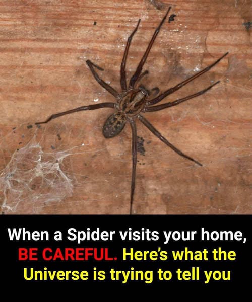 Did You Know: When a Spider Visits Your Home, It’s a Sign Of…