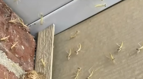 A Strange Phenomenon: The Sudden Emergence of Praying Mantises — The Hidden Mystery Beneath My Doorstep