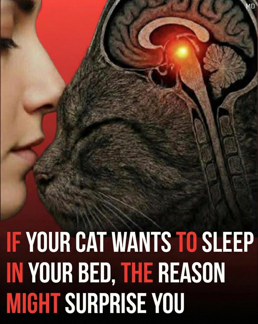 The Surprising Reasons Cats Love Sleeping Beside Their Owners