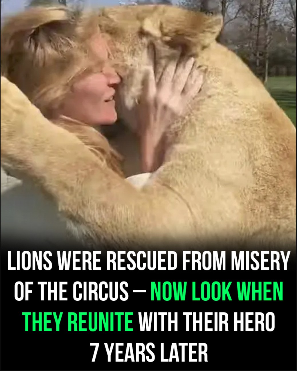 Woman reunited with lions she adopted as cubs – the footage is unforgettable