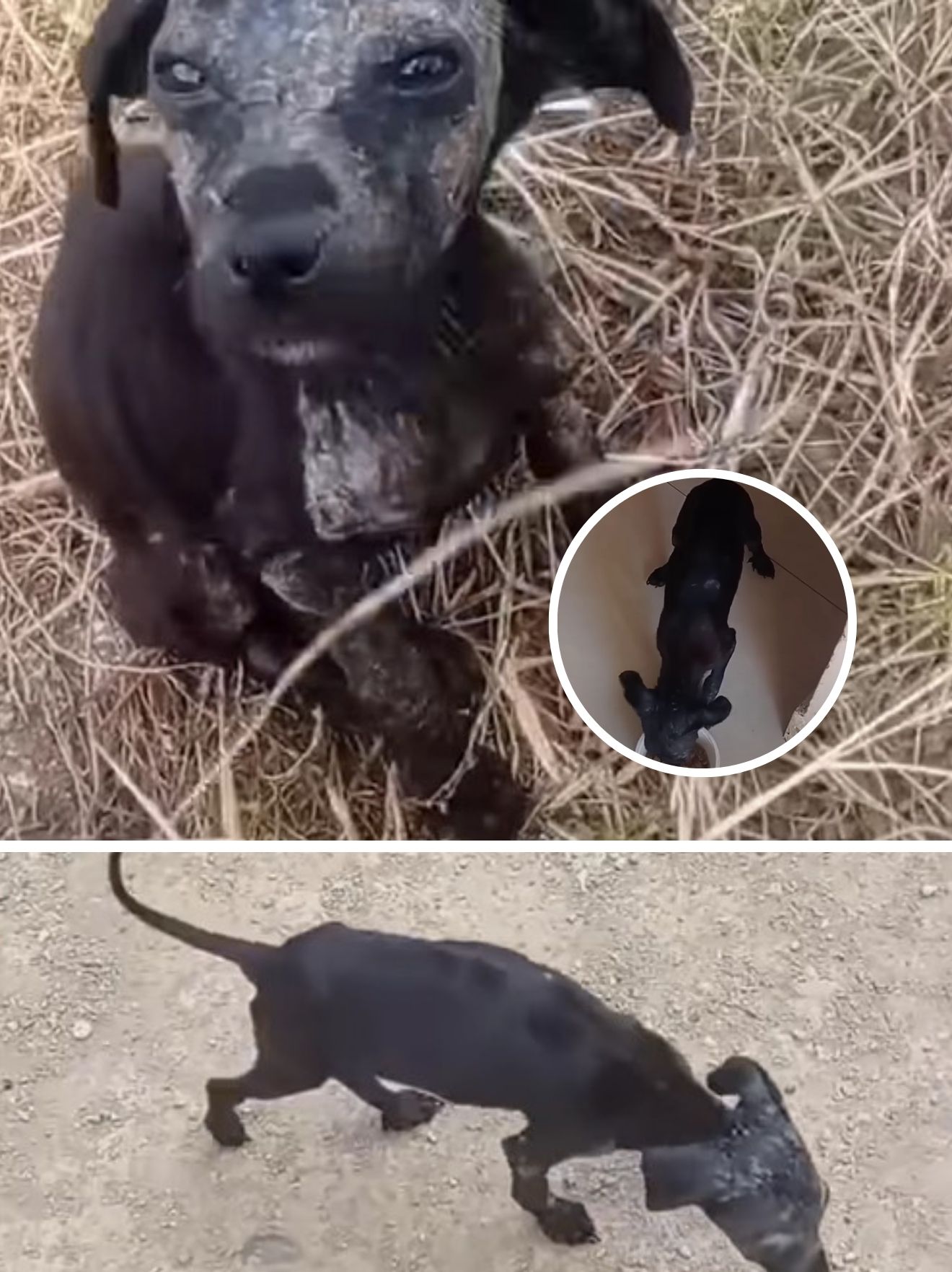 the puppy has been abandonment  and has been abused by his partners