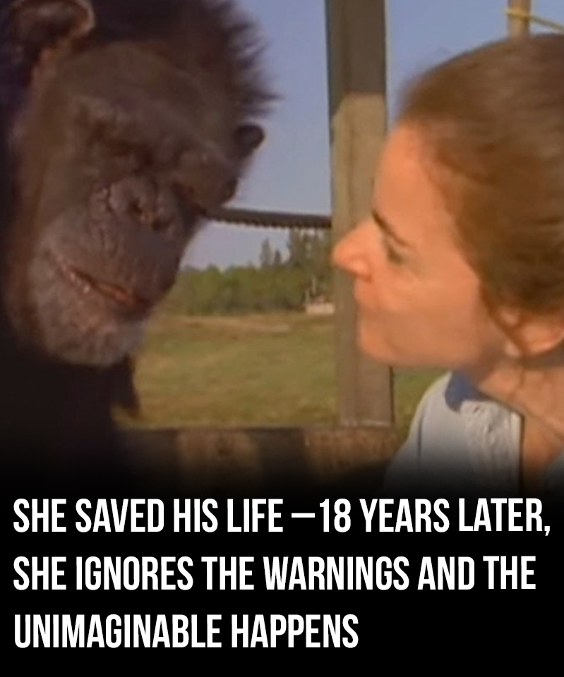 When Linda Koeb returned to the animal reserve, she wasn’t sure her old friends would recognize her.